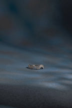 Glint Moissantie ring